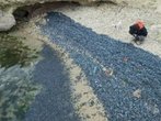 Quallen an Stränden der spanischen Mittelmeerküste trüben Badefreuden
