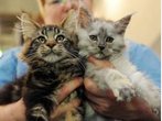 Langhaarkatzen ausgesetzt - Tierquälerei in Ottobrunn: 500 Euro Belohnung