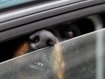 Sommerhitze ist für Hunde eine Qual: Worauf Hundebesitzer achten sollten