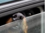 Sommerhitze ist für Hunde eine Qual: Worauf Hundebesitzer achten sollten