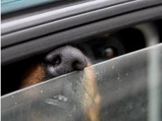 Sommerhitze ist für Hunde eine Qual: Worauf Hundebesitzer achten sollten