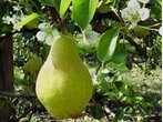 Allee Ellmosen: Birnbaum wird geklaut
