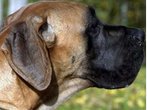 Dogge bei Polizeieinsatz erschossen